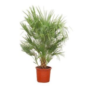 Chamaerops Humilis - 150cm