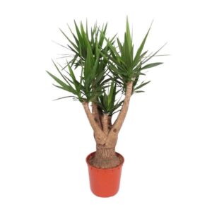 Yucca Elephantipes vertakt - 160 cm - ø32