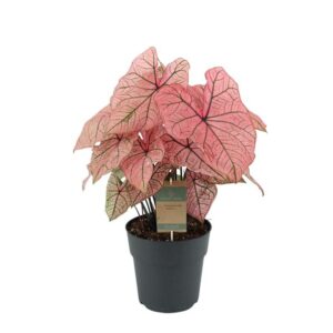 Caladium Spring Fling - 60 cm - Ø21cm