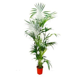 Kentia Palm - 200 cm - ø24