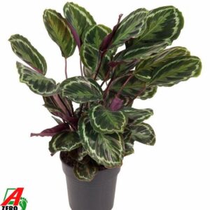 Calathea Medallion - 80 cm - Ø24cm