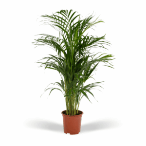 Areca palm - Ø19cm - ↕85cm
