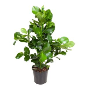 Clusia Rosea - 110 cm - ø24