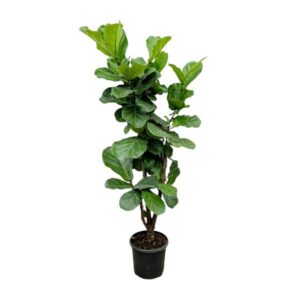 Ficus Lyrata vertakt - 170cm - ⌀32