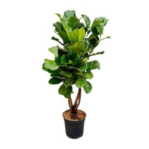 Ficus Lyrata vertakt XL - 190cm - ø32