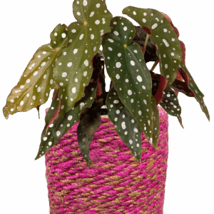 Easter - Begonia Maculata + Mand Malin Roze D12H12cm
