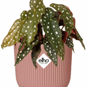 Easter - Begonia Maculata + ELHO Vibes Fold 14cm roze
