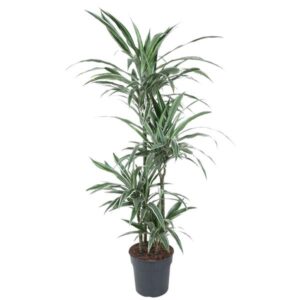 Dracaena Warneckei - 145 cm - ø24