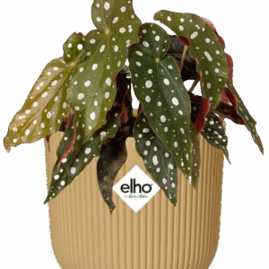 Easter - Begonia Maculata + ELHO Vibes Fold 14cm geel