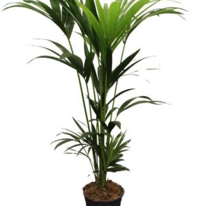 Howea Forsteriana (Kentia) 5 Pit 120-140cm - Ø21cm - ↕120cm