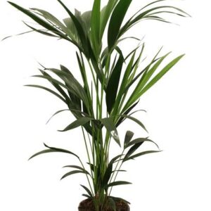 Howea Forsteriana (Kentia) 5 Pit 100-120cm - Ø21cm - ↕100cm
