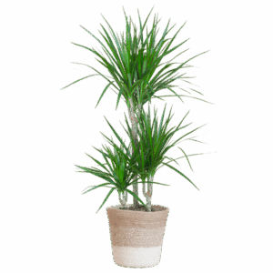 Dracaena Marginata met Lissabon mand wit - 95cm - Ø21