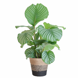 Calathea Orbifolia met Lissabon mand zwart - 65cm - Ø21
