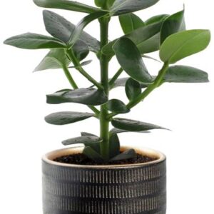 Clusia Rosea Princess - Ø12cm - ↕15cm + Beau Pot D14x13cm - Zwart