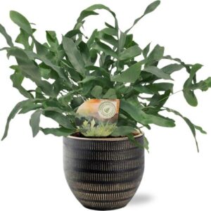 Phlebodium Blue Star - Ø12cm - ↕35cm + Beau Pot D14x13cm - Zwart