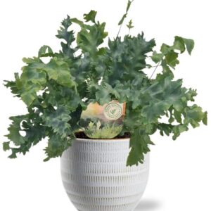 Phlebodium Davana - Ø12cm - ↕35cm + Beau Pot D14x13cm - Wit