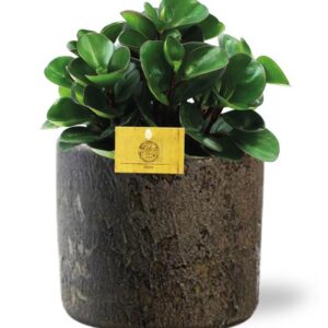 Peperomia Burning Bush - Ø15cm - ↕25cm + Maas Pot D16x14cm - Bruin