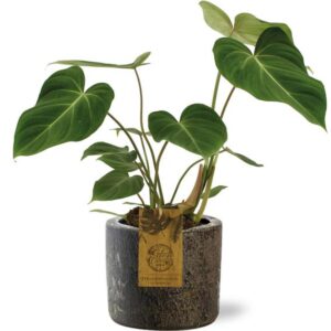Philodendron Gloriosum - Ø15cm - ↕40cm + Maas Pot D16x14cm - Bruin