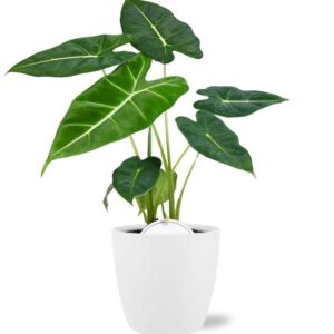 Alocasia Frydek - Ø12cm - ↕35cm + Pot Brussels D13,5x12,5cm - Wit
