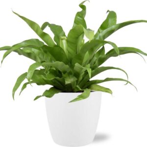 Asplenium Antiquum - Ø17cm - ↕45cm + Pot Brussels D18x17cm - Wit
