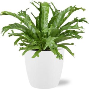 Asplenium Nidus Crissie - Ø17cm - ↕40cm + Pot Brussels D18x17cm - Wit