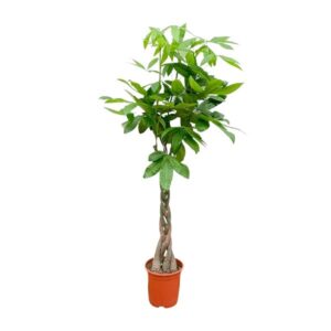 Pachira Aquatica - 140cm - ø27