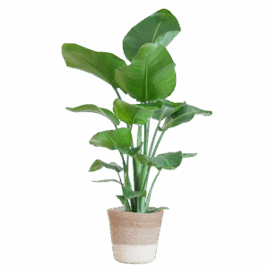 Strelitzia Nicolai met Lissabon mand wit - 80cm - Ø19