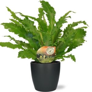 Asplenium Campio - Ø17cm - ↕50cm + Pot Brussels D18x17cm - Antraciet