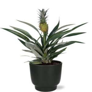 Bromelia Ananas - Ø12cm - ↕30cm + Potenza Pot D13x11cm - Zwart