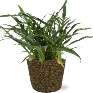 Aglaomorpha Coronans - Ø17cm - ↕45cm + Selin Pot D18x16cm - Zwart