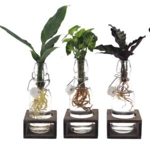 Intenz Mix in Ann Glas (witte dop) + Naturel Single - 3 stuks - Ø7cm - ↕25cm