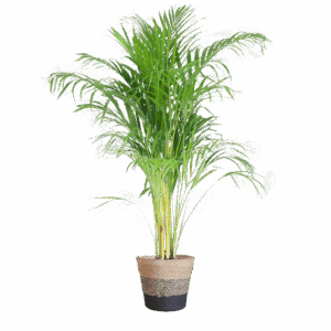 Areca Palm (Dypsis) met Lissabon mand zwart - 100cm - Ø21