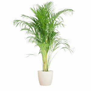 Areca Palm (Dypsis) met Viber wit - 100cm - Ø21