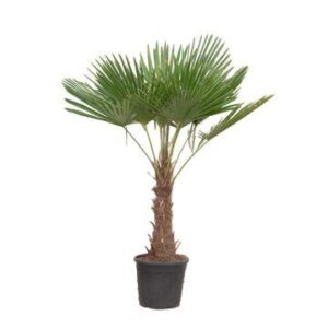 Trachycarpus Fortuneii - 200 cm - Ø40cm