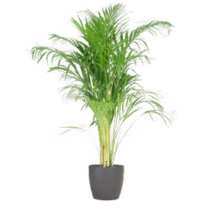 Areca Palm (Dypsis) mit Viber Grijs - 100cm - Ø21