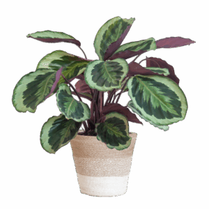 Calathea Medaillon met Lissabon mand wit - 65cm - Ø19