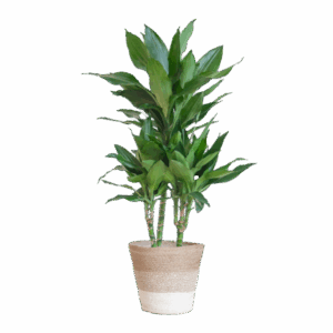 Dracaena Janet Lindt met mand Lissabon wit - 95cm - Ø21