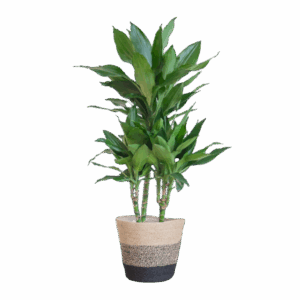 Dracaena Janet Lindt met Mand Lissabon zwart - 95cm - Ø21