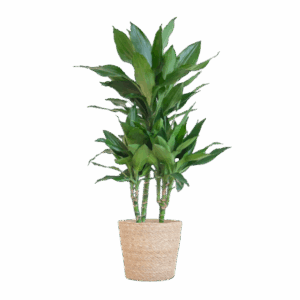Dracaena Janet Lindt met Sofia mand naturel - 95cm - Ø21
