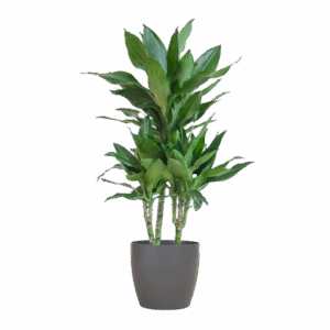 Dracaena Janet Lindt met Viber grijs - 95cm - Ø21