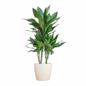 Dracaena Janet Lindt met Viber wit - 95cm - Ø21