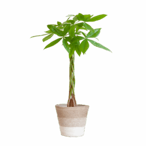 Pachira Aquatica met Mand Lissabon wit - 80cm - Ø21