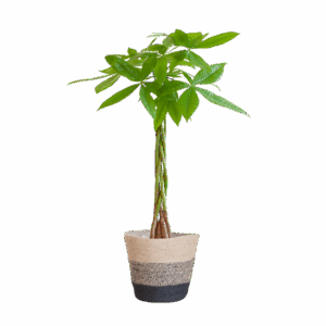 Pachira Aquatica met Mand Lissabon zwart - 80cm - Ø21