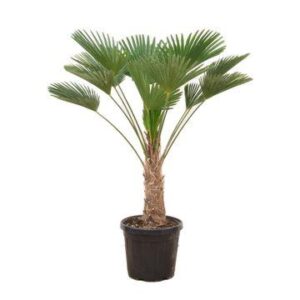 Trachycarpus wagnerianus - 130cm
