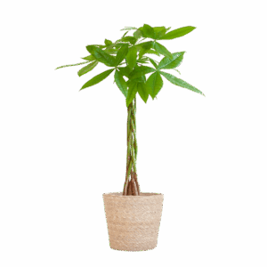 Pachira Aquatica met Sofia mand naturel - 80cm - Ø21