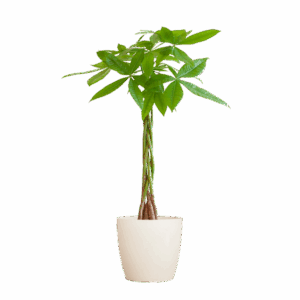 Pachira Aquatica met Viber wit - 80cm - Ø21