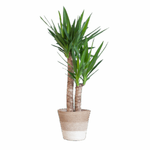 Yucca Elephantipes met Mand Lissabon wit - 90cm - Ø21