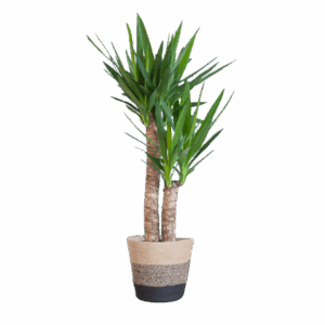 Yucca Elephantipes met Mand Lissabon zwart - 90cm - Ø21