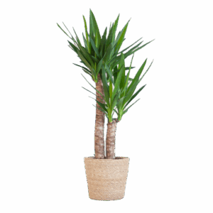 Yucca Elephantipes met Sofia mand naturel - 90cm - Ø21