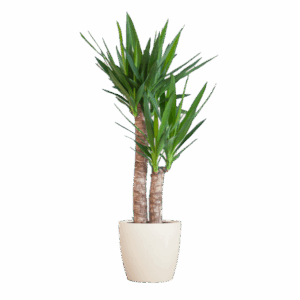 Yucca Elephantipes met Viber wit - 90cm - Ø21